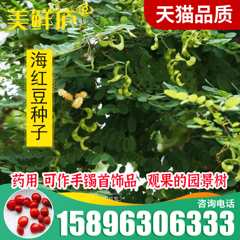 鸡母珠种子海红豆美人豆相思豆孔雀豆相思子鄂西红豆树种子 - 实物图