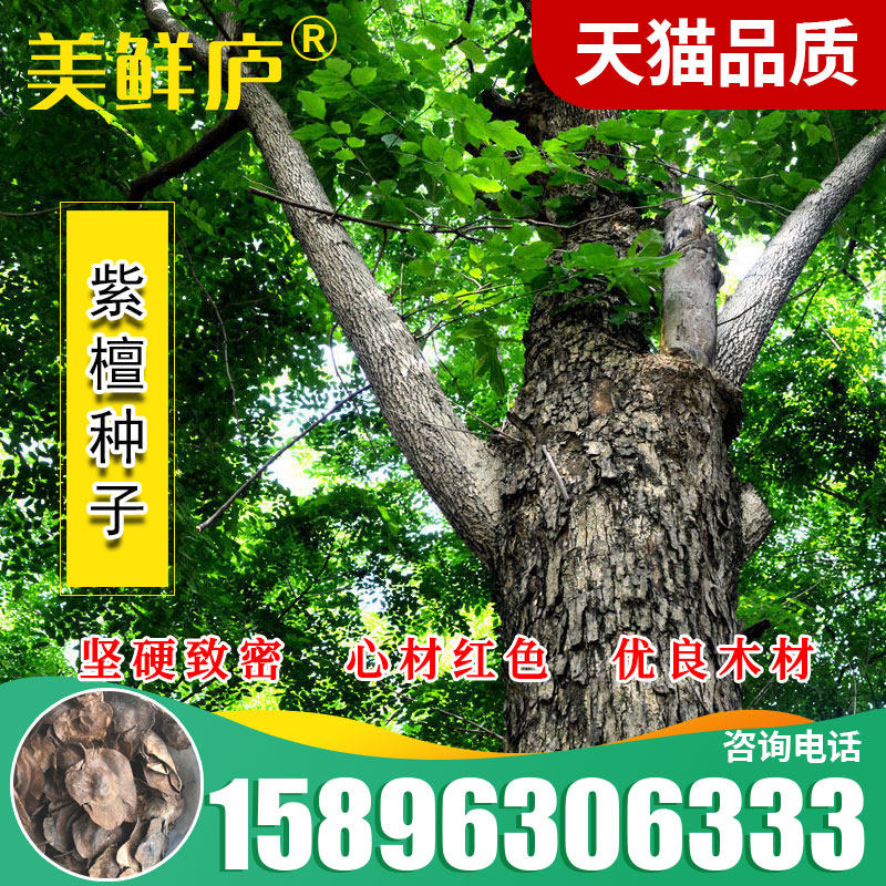 新采紫檀种子 免运费 印度小叶紫檀树种子 檀香树种子