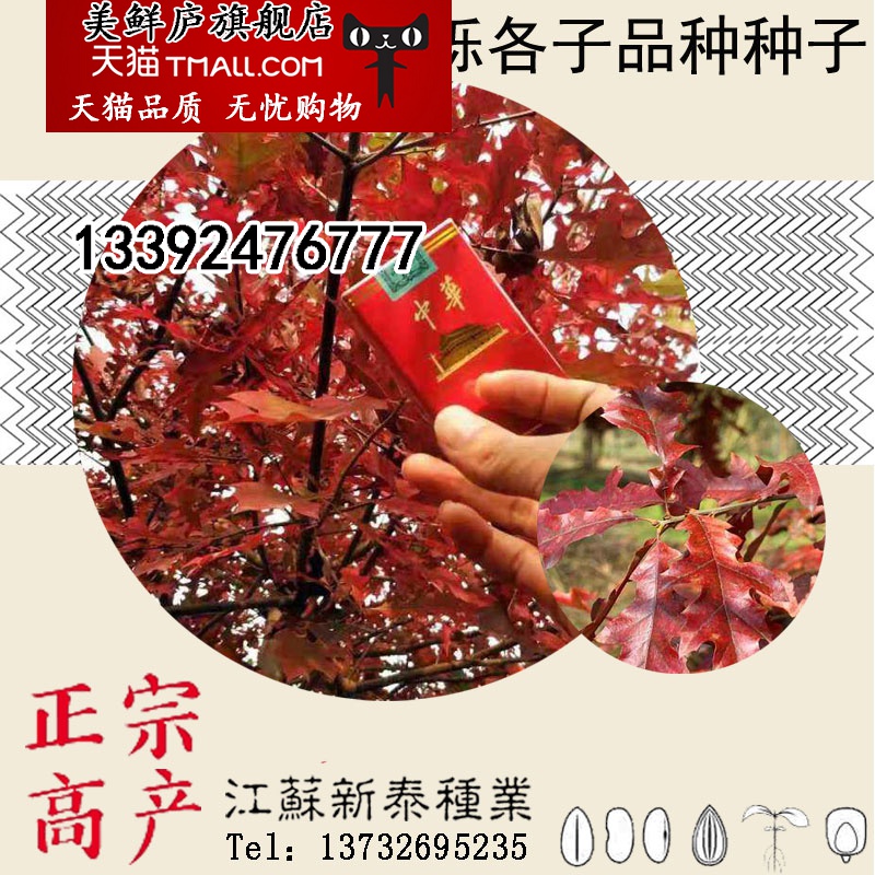 北美美国红橡树栎树白栎娜塔栎猩红栎舒玛栎沼生青冈栎柳叶栎种子