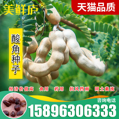 酸角种子 酸豆 罗望子酸梅 木罕 甜目坎麻夯种 甜角种子