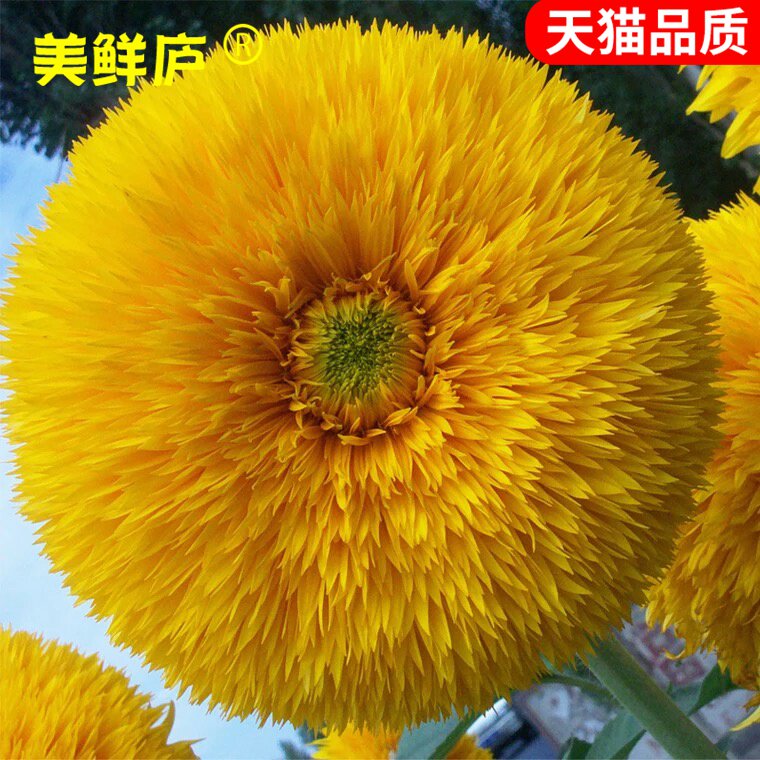四季盆栽观赏花卉种孑向日葵种子高产瓜籽矮杆特大头油葵巨型食用