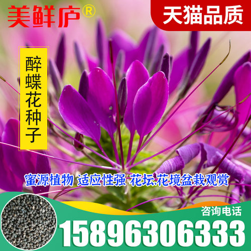 盆栽种子阳台景观翠蝶花