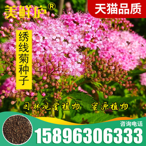 绣线菊种子优质林木又名珍珠