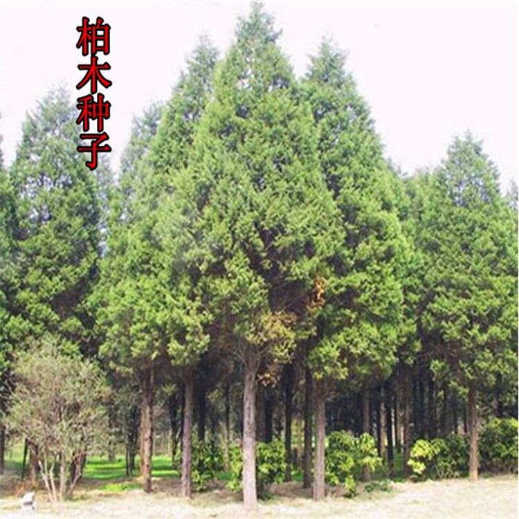 林木种子柏木种子松柏种子香扁柏垂丝柏扫帚柏木树柏香树密密柏图片