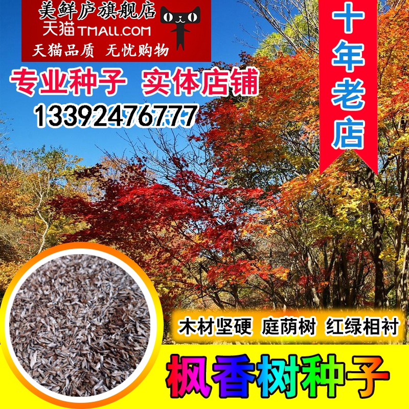 枫香种子行道树园林绿化苗木风景树苗美国北美枫香树种子林木种子