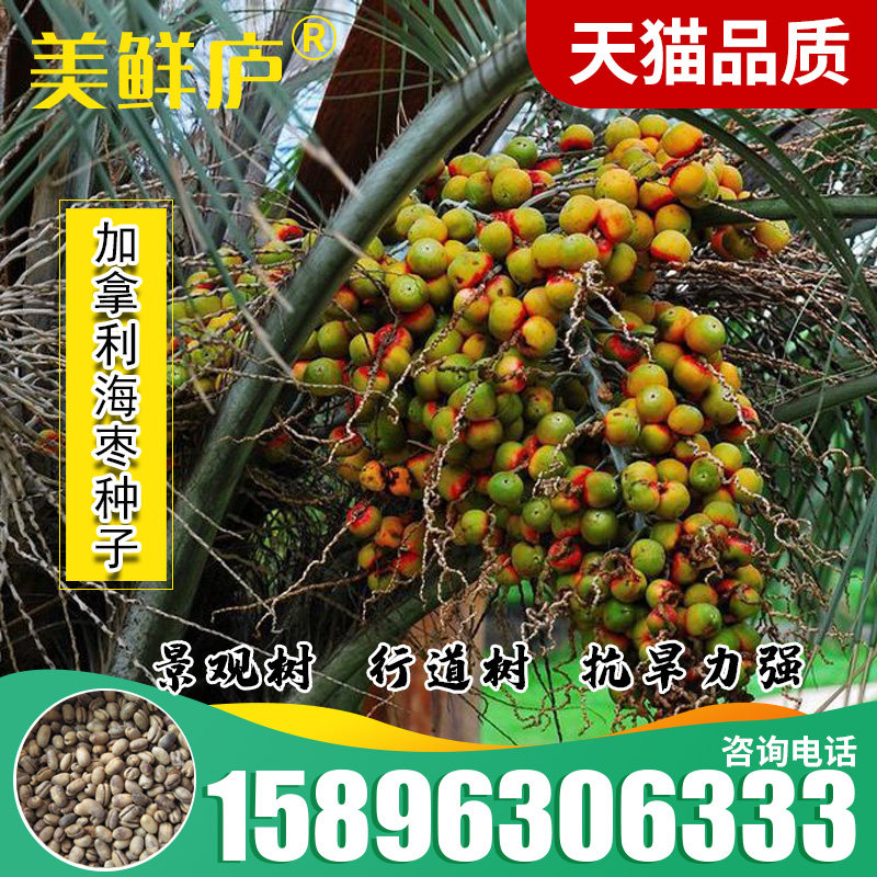 加拿利海枣种子长叶刺葵槟榔