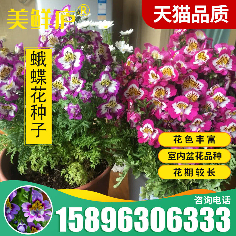 蛾蝶花种子四季易种易活室内外四季盆栽植物花籽花卉花草景观花海