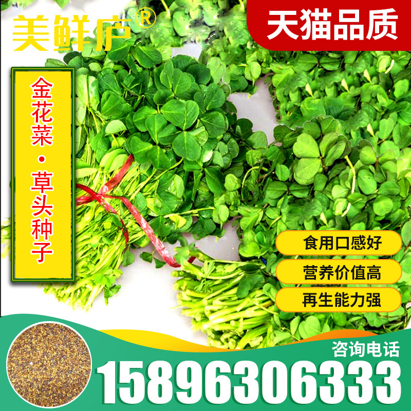 草头种籽金花菜菜籽上海草头种子草头菜种籽金花菜种子金花菜籽