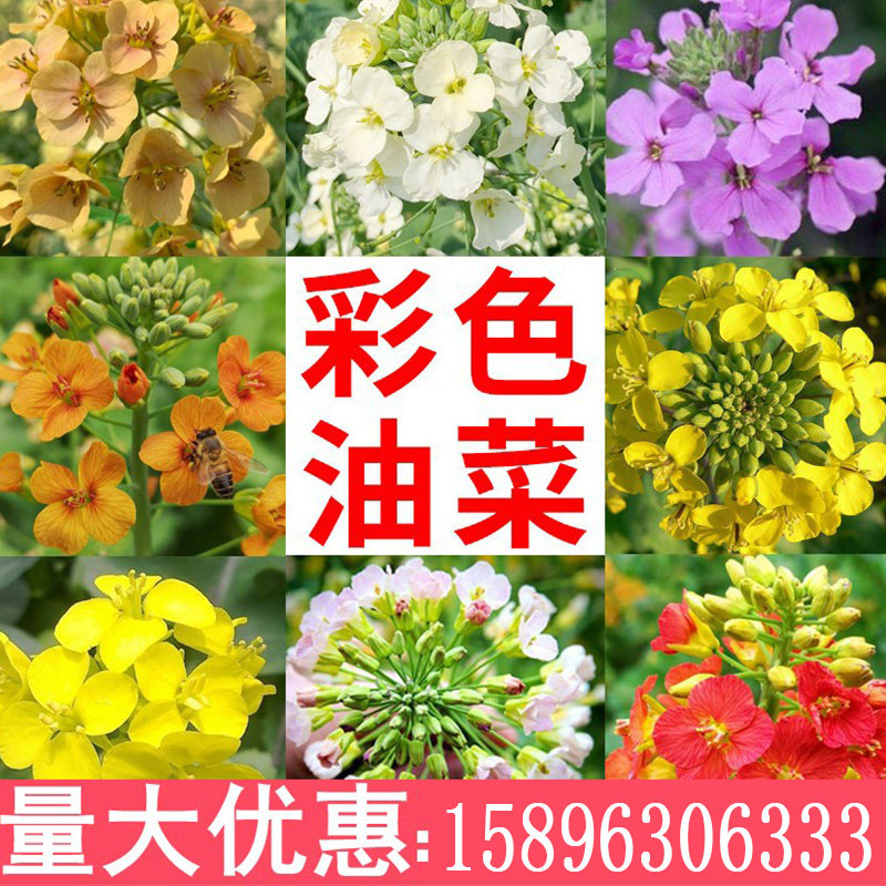 新品彩色油菜花种子观赏花海花坛庭院种植春夏秋播种景观油菜籽孑