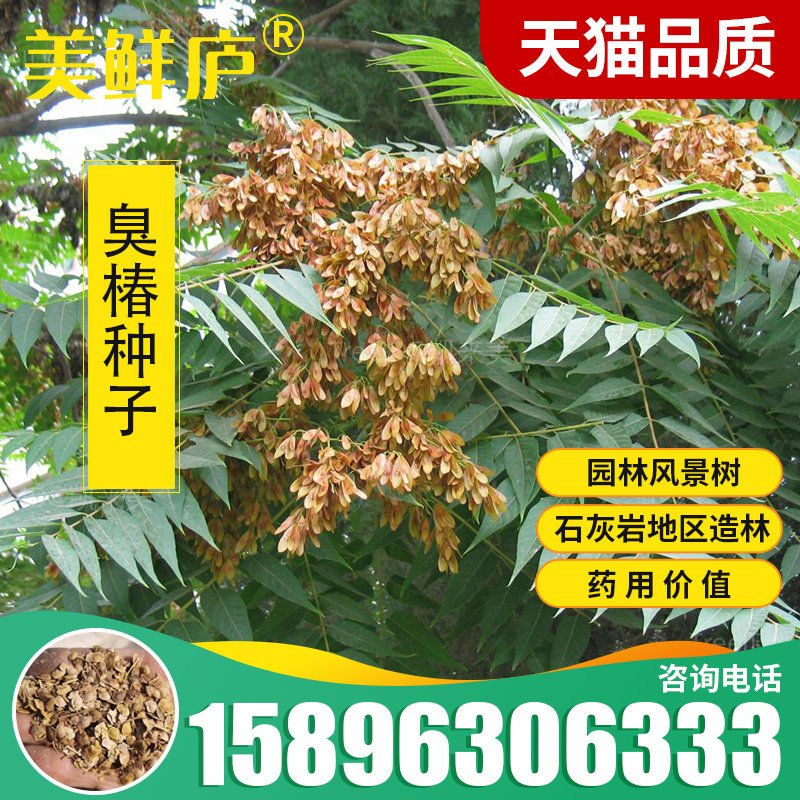 臭椿树籽,臭椿树_大山谷图库