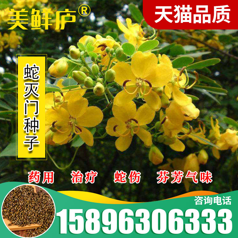 望江南野决明籽驱蛇草种子蛇灭门种子凤凰草野生盆栽苗蛇灭门种籽