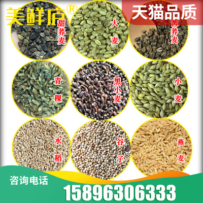 五谷杂粮荞麦种子红高粱青稞