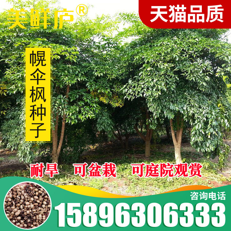 幌伞枫种子 广伞枫 富贵树晃伞枫种籽 幸福树 绿化林木苗木树种子