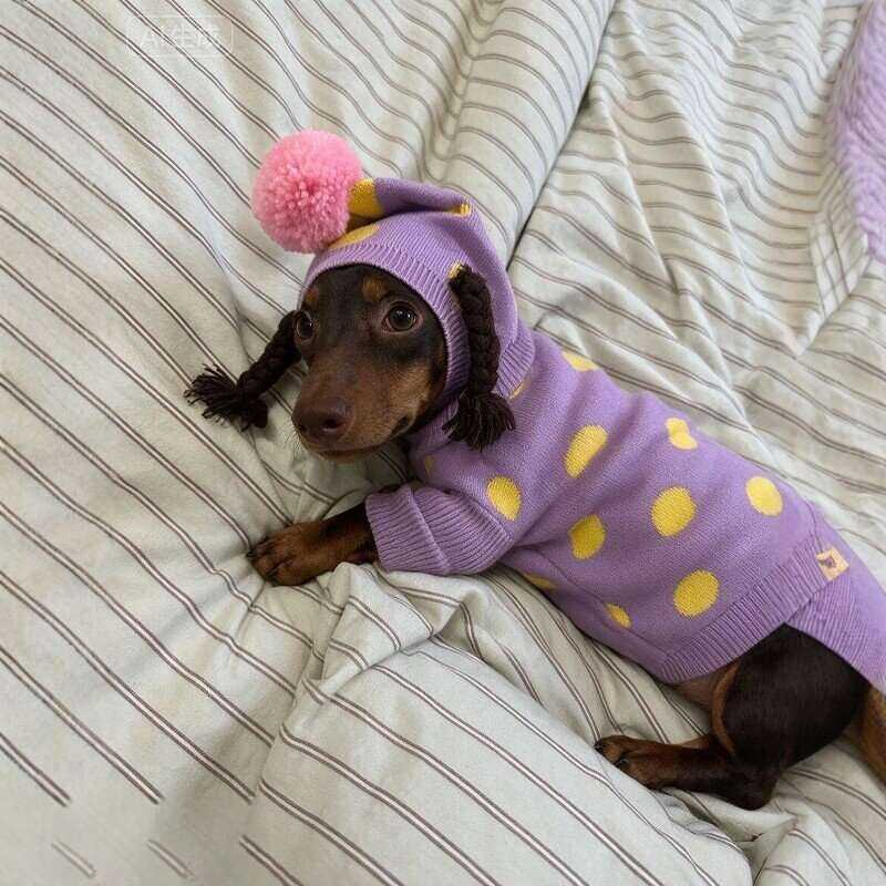 腊肠犬毛衣小狗狗衣服搞怪搞笑小辫子连帽衫保暖秋冬装可爱毛线衣