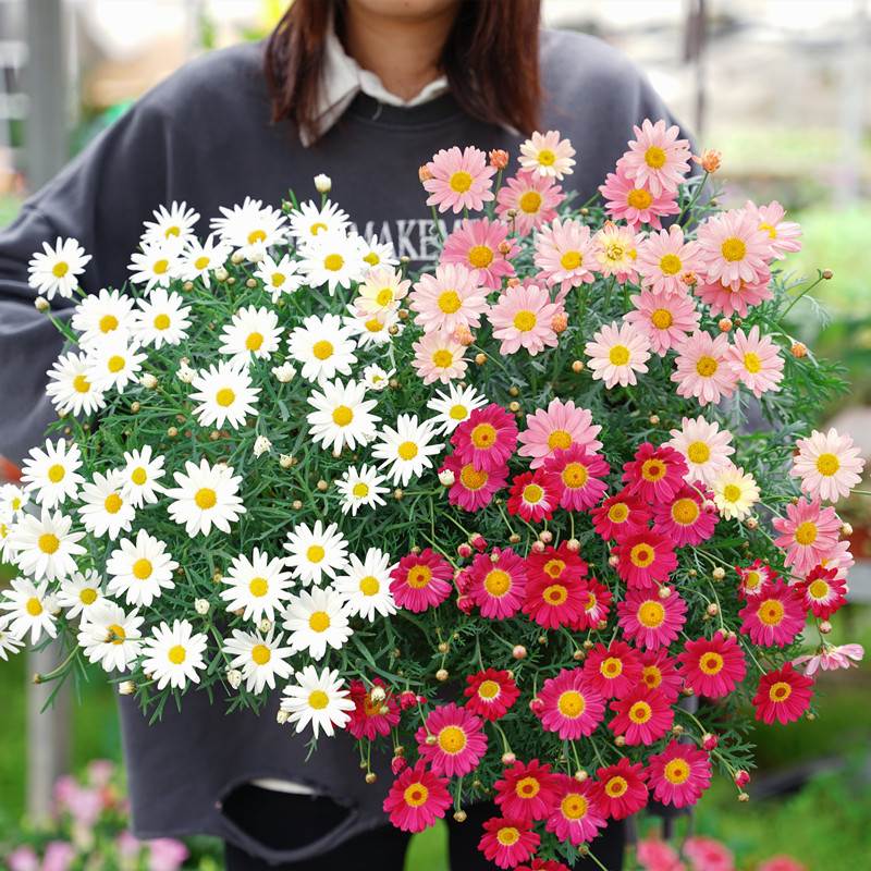 玛格丽特花种子苗盆栽菊花球菊大苗糖果玛大花阳台植物花卉雏菊籽-封面