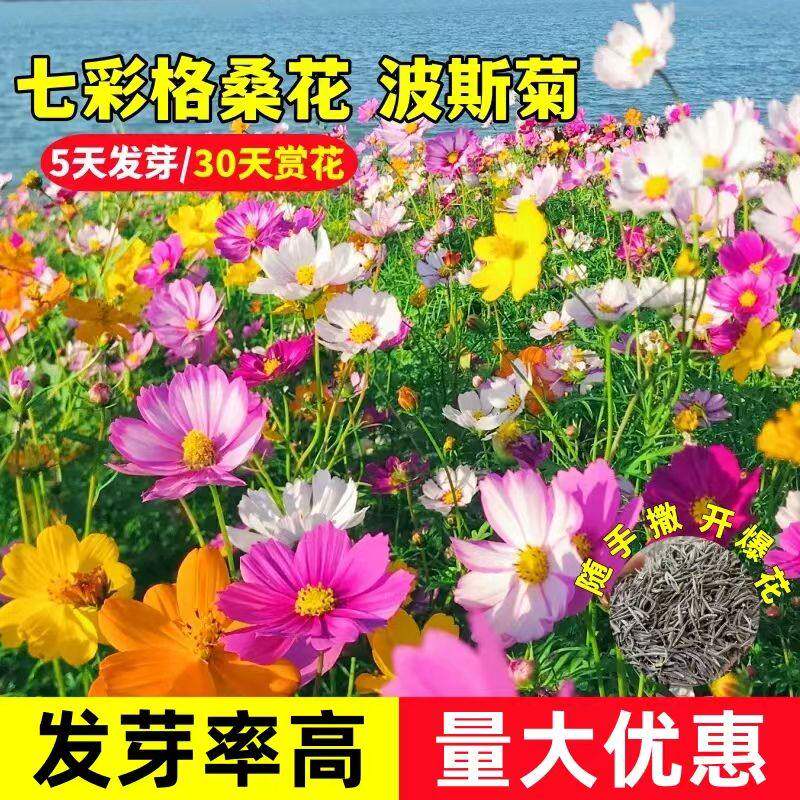四季播种波斯菊种子格桑花种子野花组合种子绿化工程草花种子易种