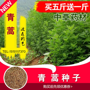 青蒿草价格 青蒿草图片 星期三