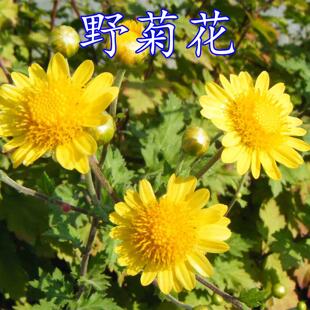 野菊花种子 药用泡茶菊花种子野黄菊花山坡路边野生山菊花多年生
