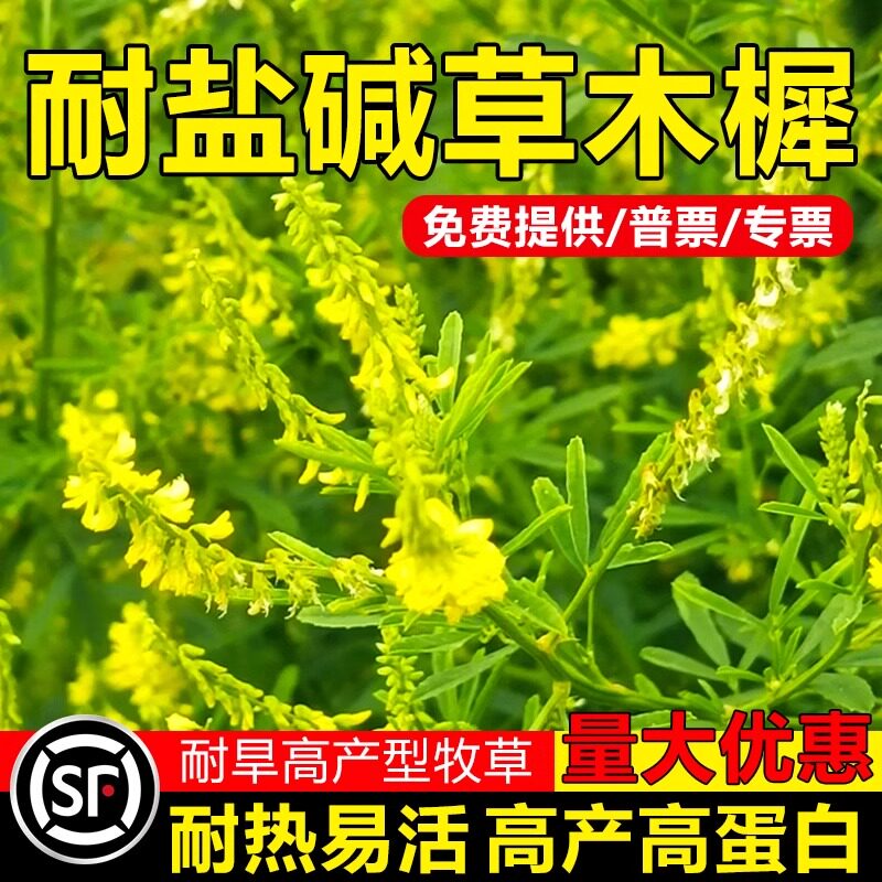 草木樨种子牧草种籽草木犀蜜源植物黄花草绿肥护坡耐寒耐贫瘠草籽