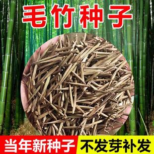 竹子种子苗户外绿植庭院紫竹黄金竹罗汉竹耐寒南北方大型毛竹种籽