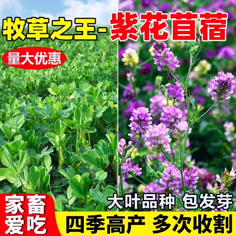 大叶紫花苜蓿种籽四季高产草籽畜牧养殖家禽喜食反复收割牧草种子