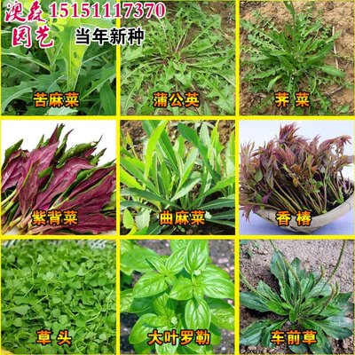 野菜种子大全生蔬籽阳台盆