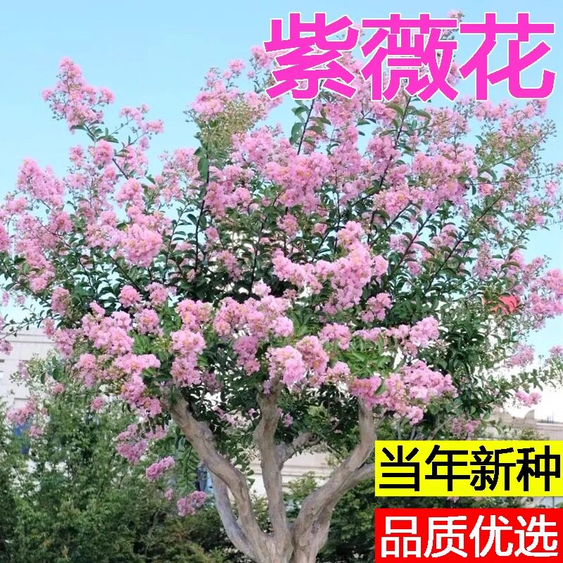 紫薇种子红花紫花粉花速生紫薇树种百日红花种紫荆花种巨紫荆种子
