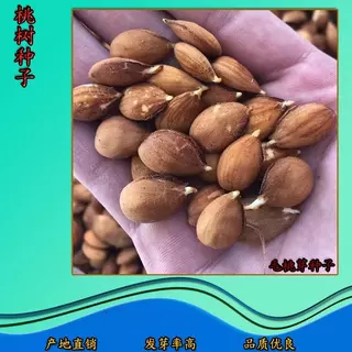 毛桃芽 桃树种子 果树种子 桃仁 杜梨 杏树种子 嫁接砧木野生桃核