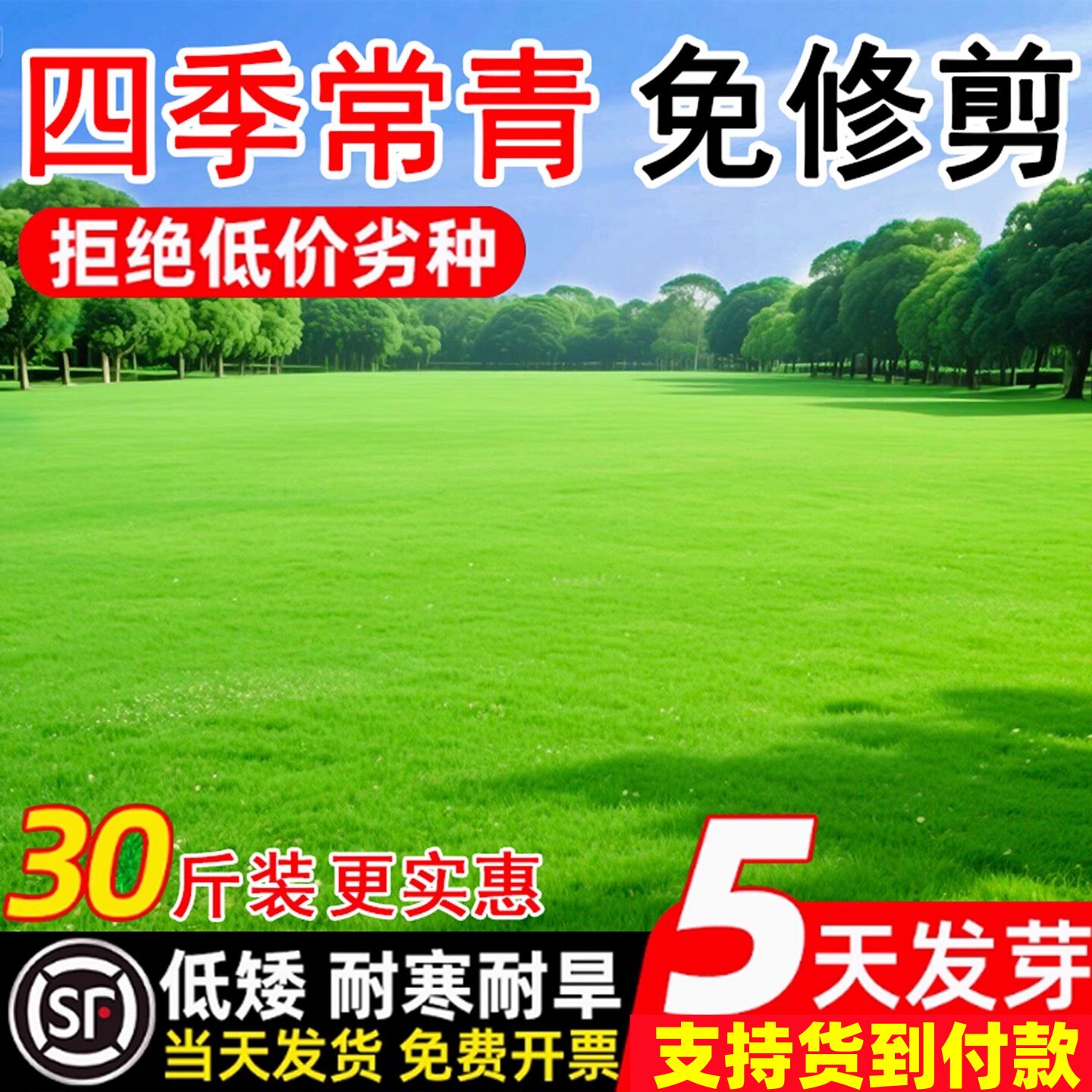 草坪草籽耐寒耐旱护坡狗牙根高羊茅黑麦草种子免修剪地毯草皮种籽