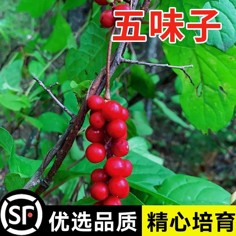 散装五味子种子中药材北五味子树苗种籽北方种植药用价值高送资料