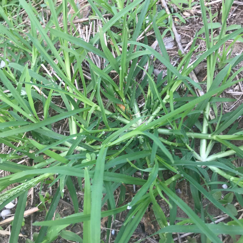 牧草种子牛筋草野草中草药种子老驴拽护坡绿化混合草籽杂草-封面