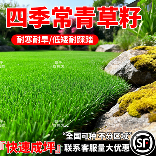 草坪草籽四季常青护坡狗牙根庭院地毯草皮绿化黑麦草高羊茅草种子