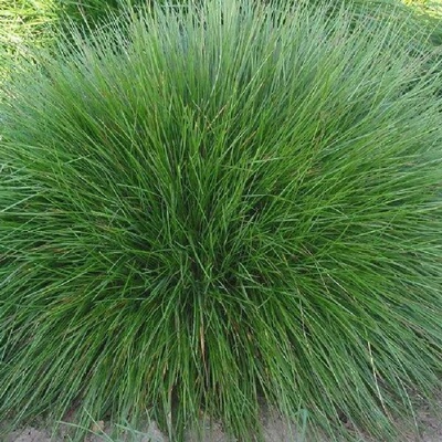 长寿草坪叶量大崂峪苔草种籽