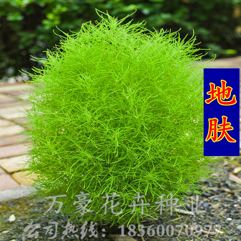 地肤种子 地肤草变色种子 优质地肤子 红地肤种孑花草种子盆栽
