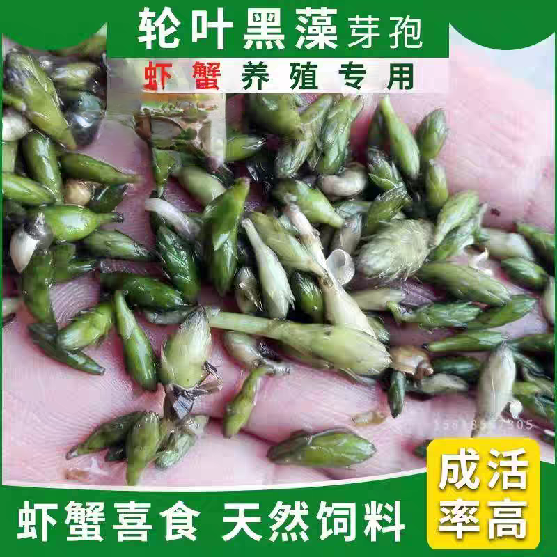 轮叶黑藻芽孢草籽节节草耐高温灯笼泡小龙虾养殖专用水草净化水质