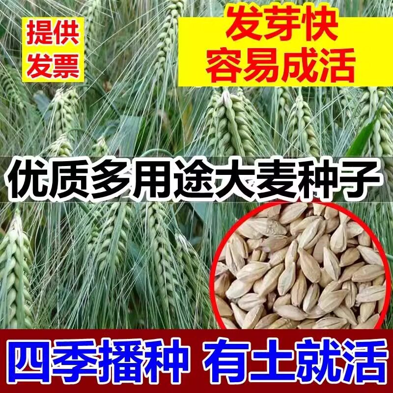 高产抗倒伏粮食种子抗旱耐寒图片
