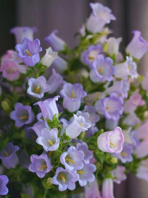 风铃草花种室内外四季播开盆