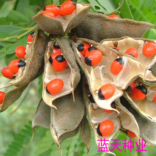 鸡母珠 红豆种子 海红豆种子 相思树种子 孔雀豆 绿化林木树种子