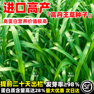 进口高产高丹王草牧草种子四季苏丹草种籽养殖喂猪牛羊鸭鹅鱼草籽