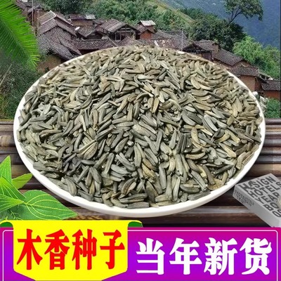 云木香种子中药材种植广木香川木香藏木香种籽当年新货