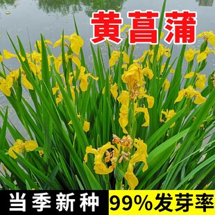 黄菖蒲种子黄花鸢尾多年生水生花卉水陆两栖水边花卉植物易活播