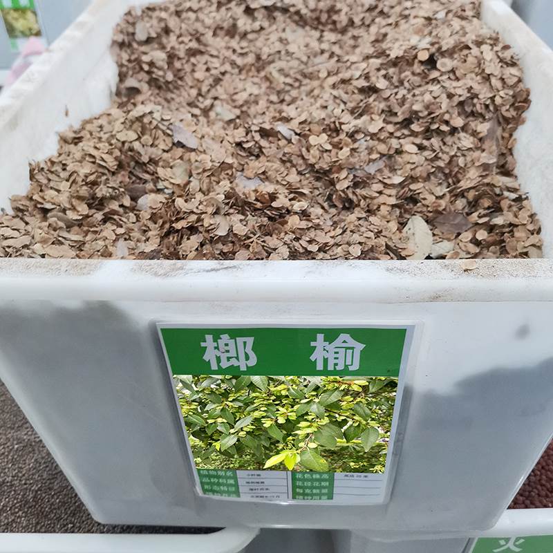 小叶榔榆种子盆景苗树籽白