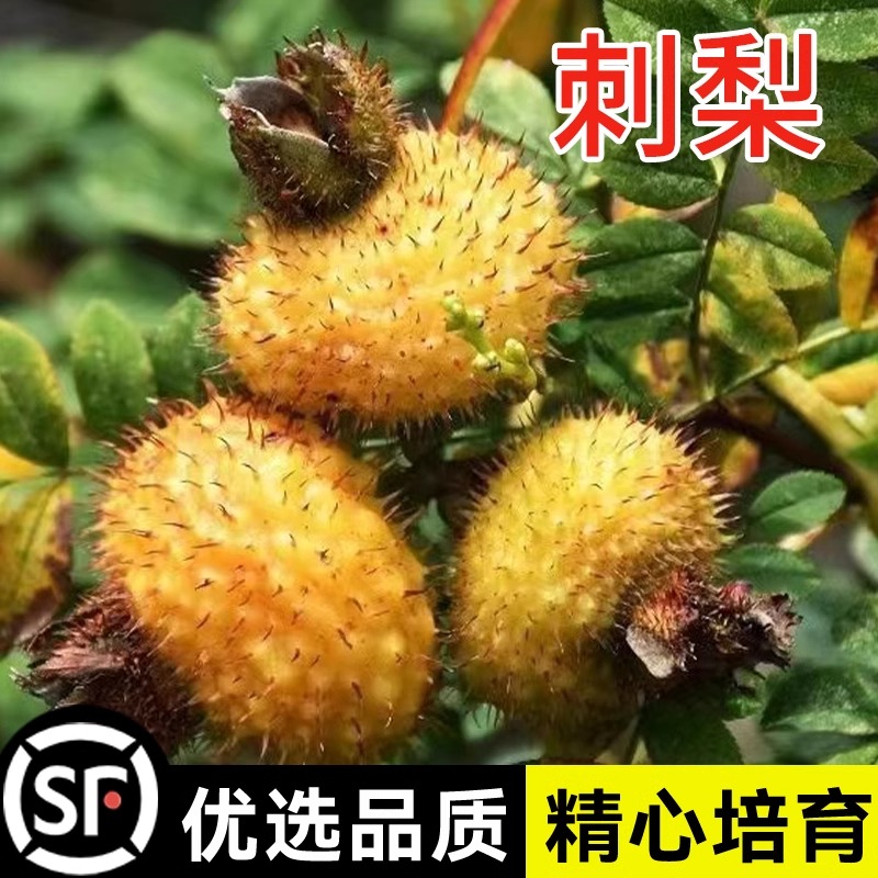 野生刺梨种子 当年结果 刺梨树苗 黄刺梅种子 梨梅 贵州刺梨种子