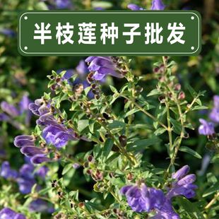 半枝莲种子药材种籽并头草韩信草赶山鞭牙刷草庭院阳台盆栽易种