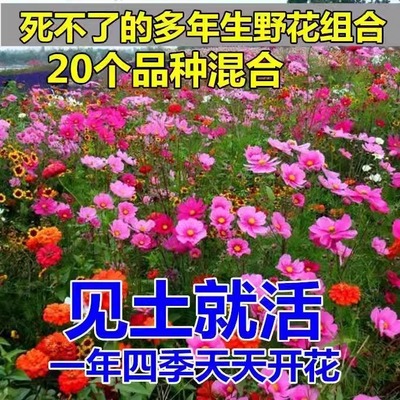 野花组合花种子格桑花籽四季播种开花虞美人太阳花种孑向日葵种籽