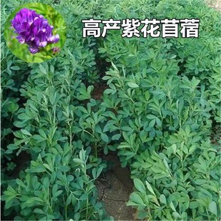 大叶苜蓿进口紫花木须种子牛羊饲料食用芽苗菜木须菜牧草秋播