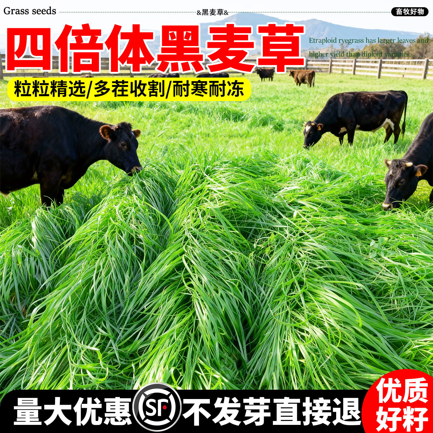 黑麦草草籽四季高产种子畜牧养殖家禽喜食多年生耐寒耐旱牧草种籽