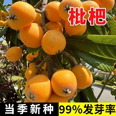 枇杷树种子 琵琶种子白玉枇杷 芦橘白枇杷 大五星枇杷种子 果树籽