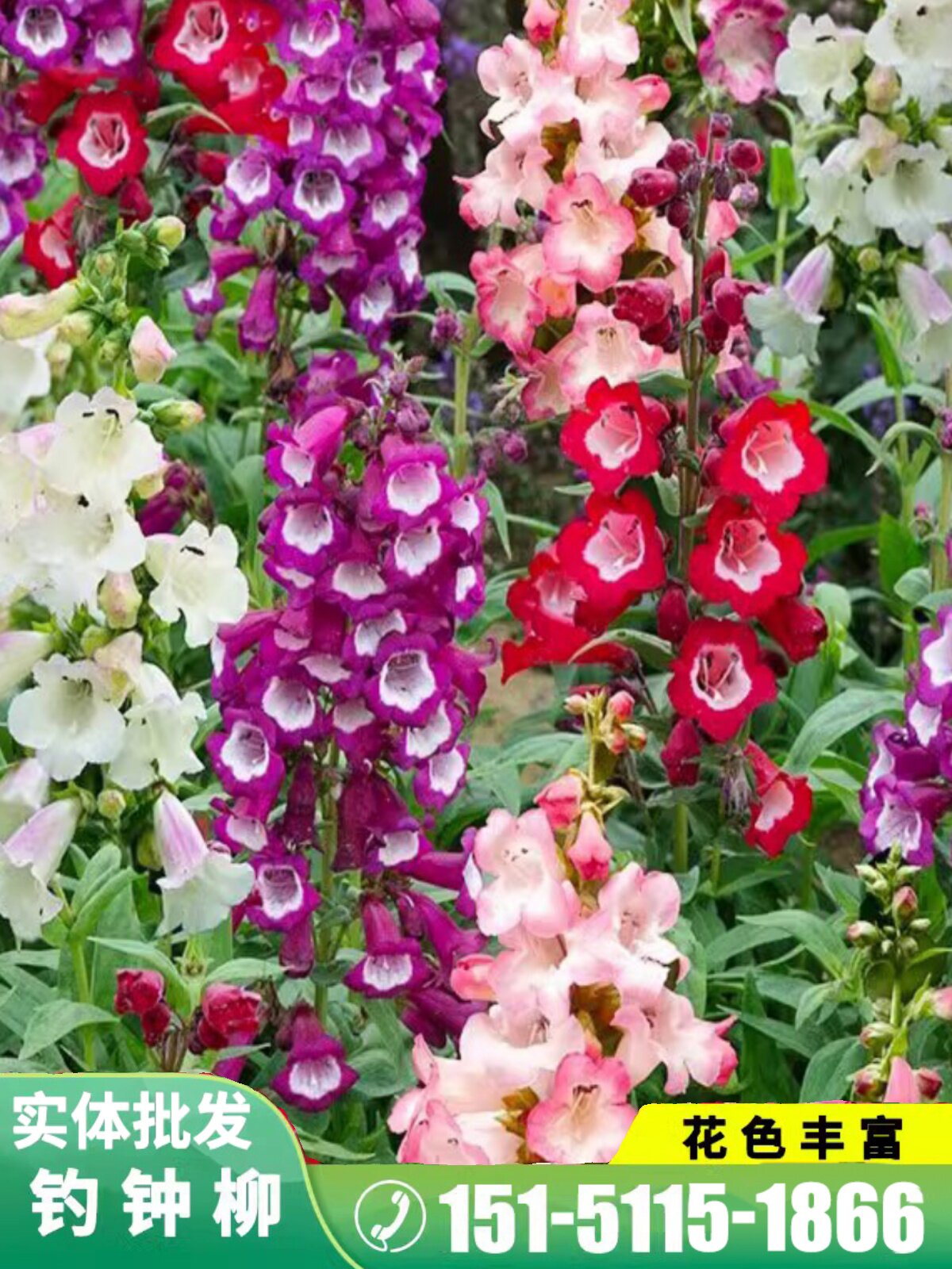 钓钟柳种子园林绿化中 花镜或绿岛栽植景观花籽象牙红吊钟柳种籽