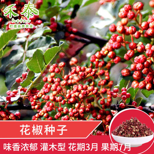 野生椒籽多少钱 野生椒籽价格 小麦优选